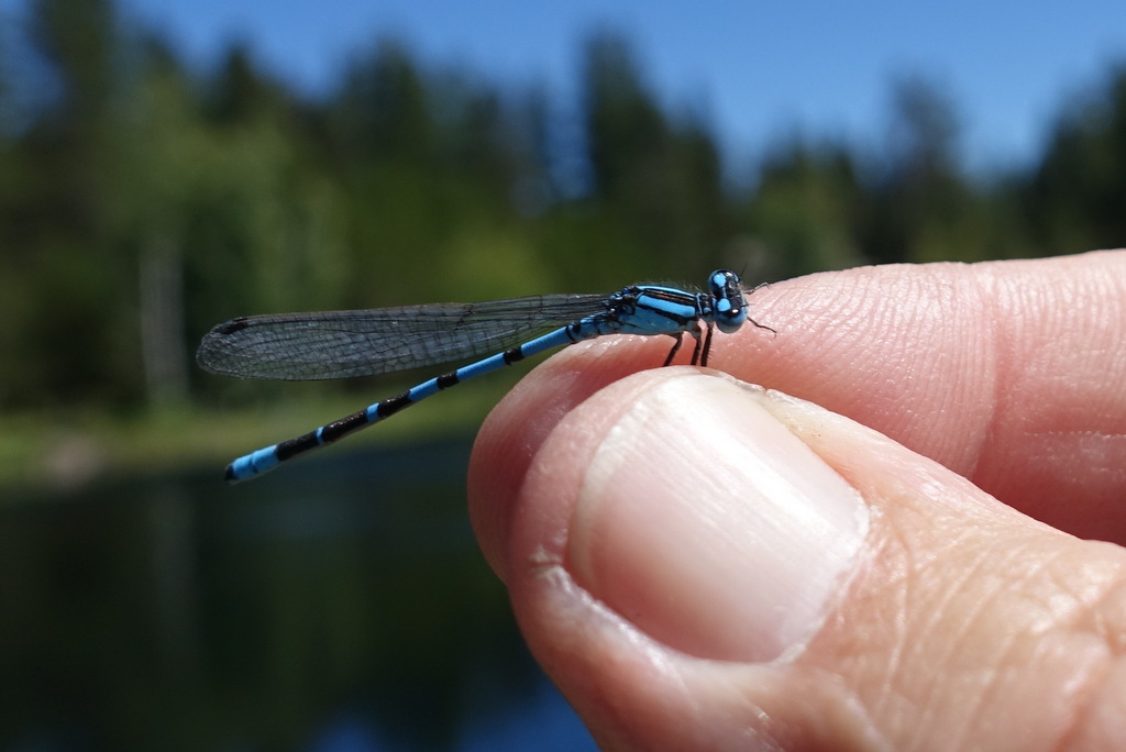 Bluet Damselfly